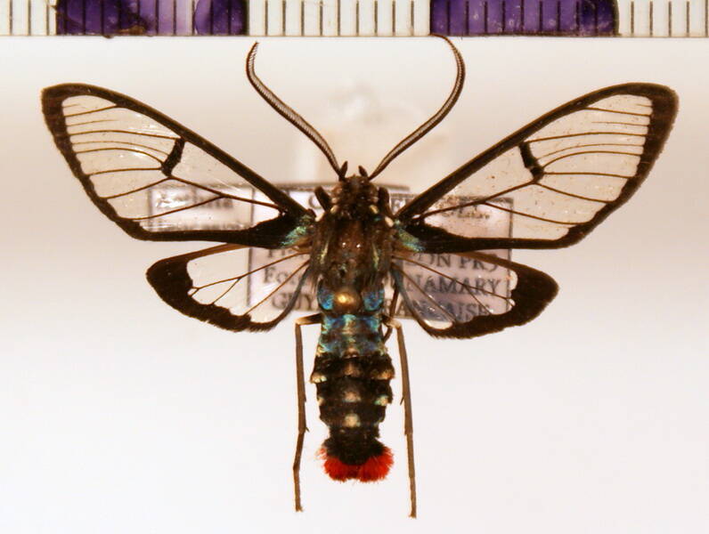 aethria_leucaspis_m01-standard.jpg