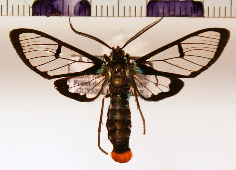 aethria_leucaspis_m02-standard.jpg