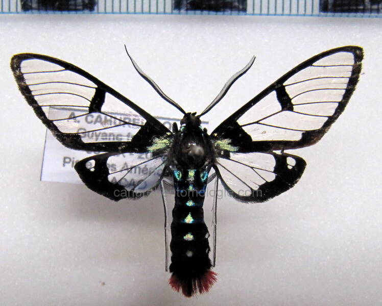 aethria_sp_gf-standard.jpg