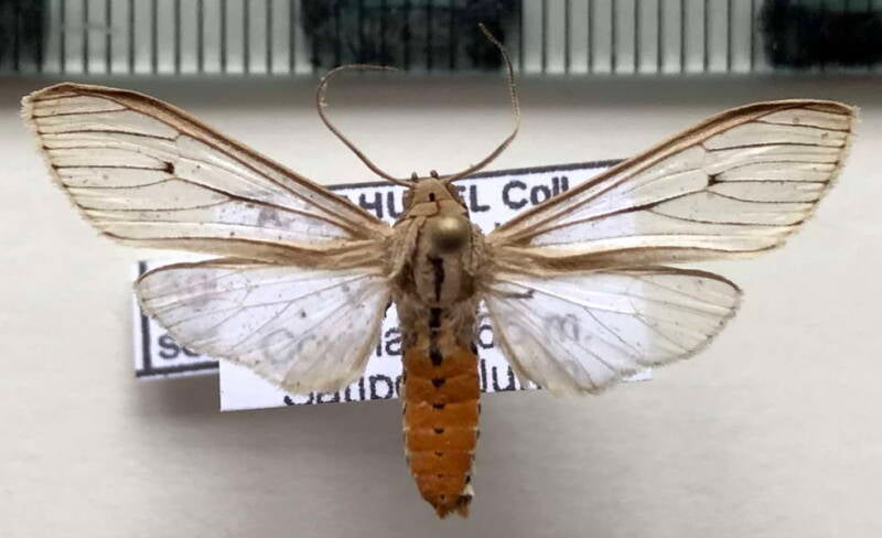 agaraea_semivitrea_m_per-standard.jpg