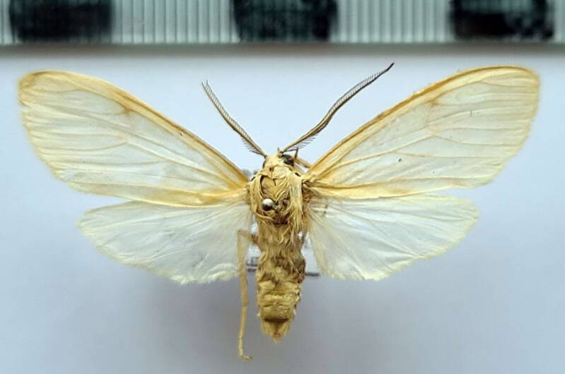 agaraea_sp1045_m_per-standard.jpg