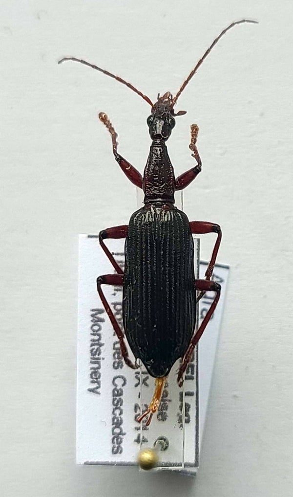Agria sp 1200 Guyane fr