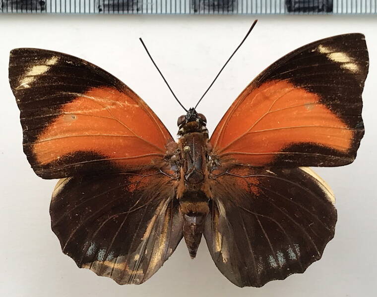 agrias_amydon_aurantiaca_m_bresil-standard.jpg