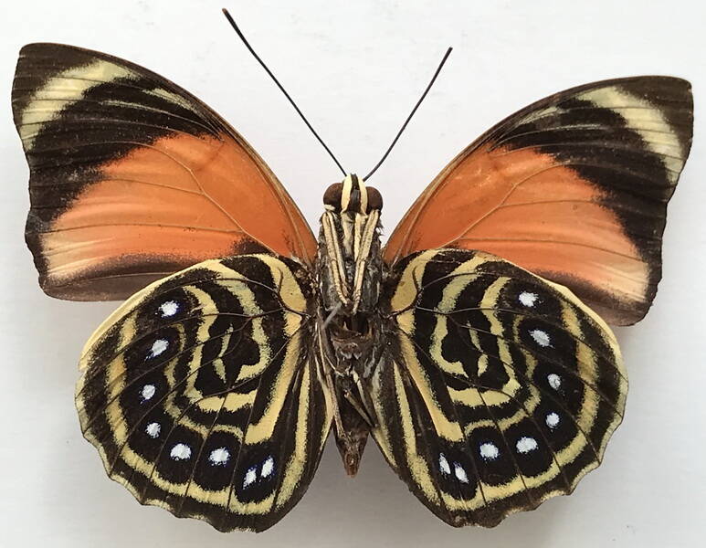agrias_amydon_aurantiaca_m_bresil_v-standard.jpg