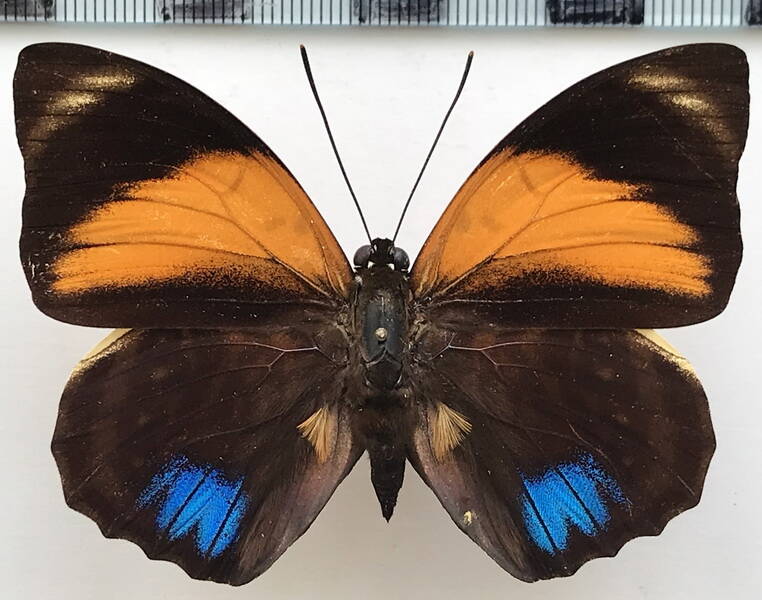 agrias_amydon_boliviensis_m_bolivie-standard.jpg