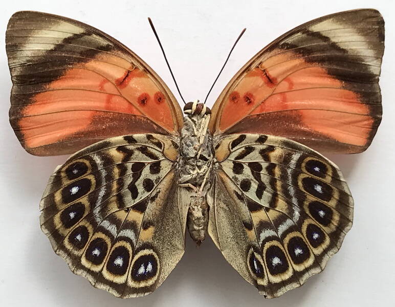 agrias_claudina_claudina_f_bresil_v-standard.jpg