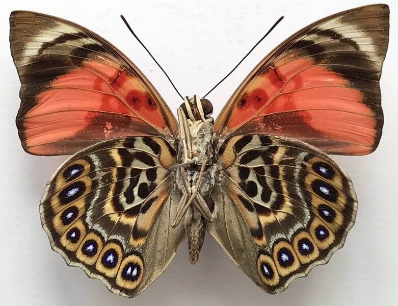 agrias_claudina_claudina_m02_bresil_v-standard.jpg