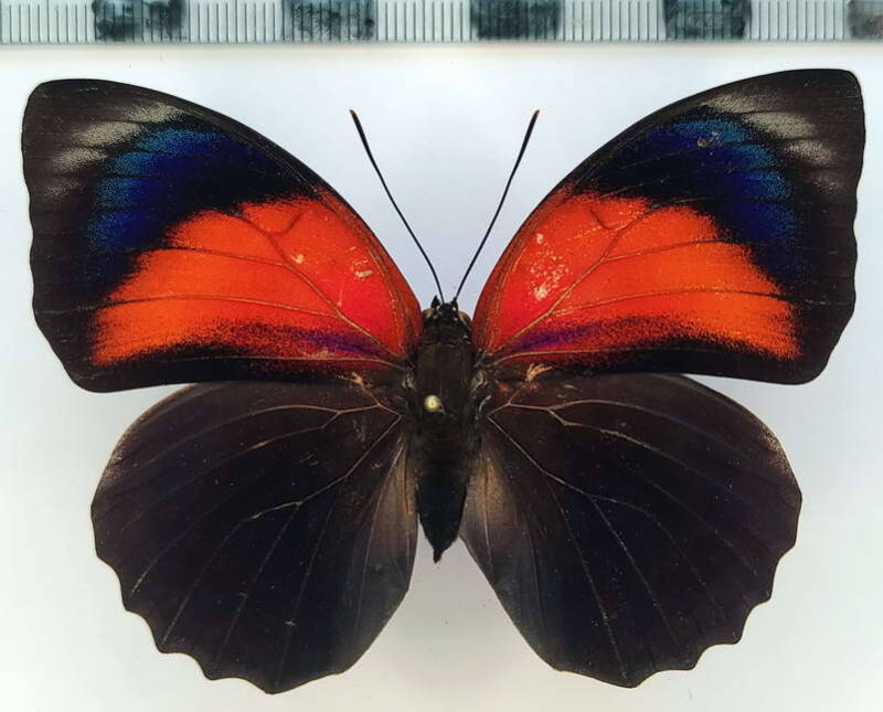 agrias_claudina_lugensxagrias_beatifica_lachaumei_f01_per-standard.jpg