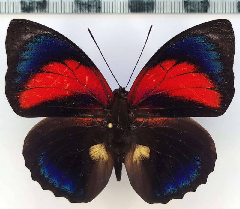 agrias_claudina_lugensxagrias_beatifica_lachaumei_m02_per-standard-fhhv2i.jpg