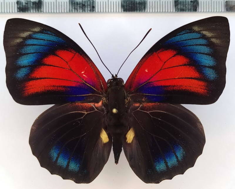 agrias_claudina_lugensxagrias_beatifica_lachaumei_m03_per-standard.jpg