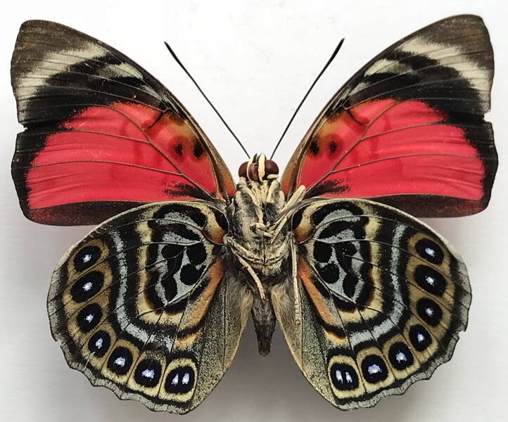 agrias_claudina_sardanapalus_m_eq_v-standard.jpg