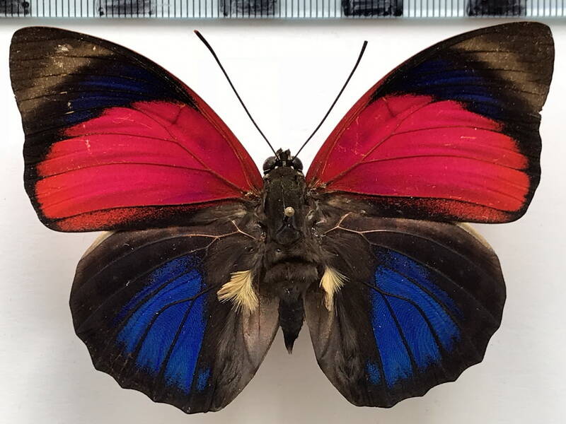 agrias_claudina_sardanapalus_m_perou-standard.jpg