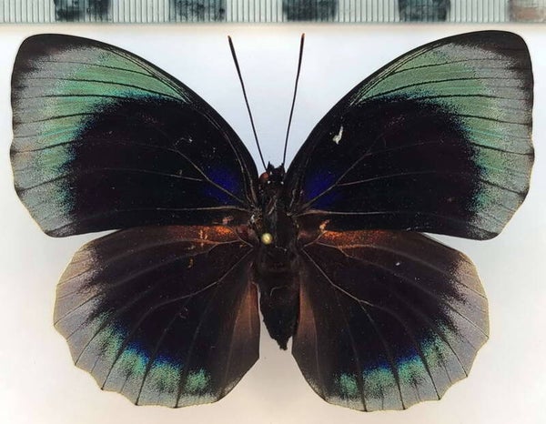 Agrias hewitsonius beatifica femelle A1-  Pérou