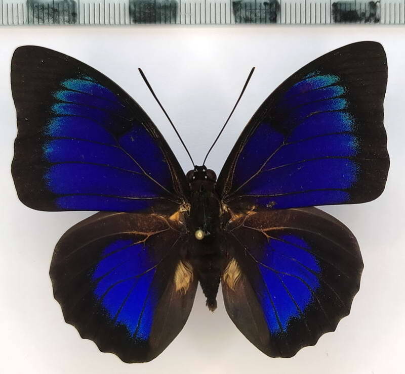 agrias_hewitsonius_beatificaxprepona_dexamenus_m02_per-standard.jpg