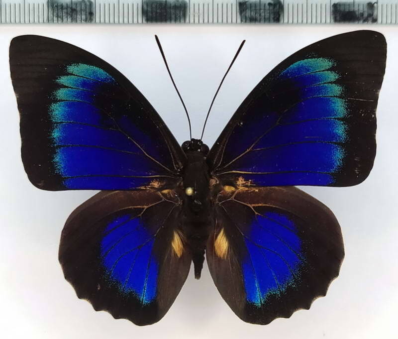 agrias_hewitsonius_beatificaxprepona_dexamenus_m03_per-standard.jpg