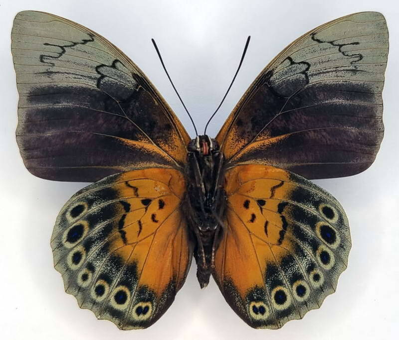 agrias_hewitsonius_beatificaxprepona_dexamenus_m04_per_v-standard.jpg