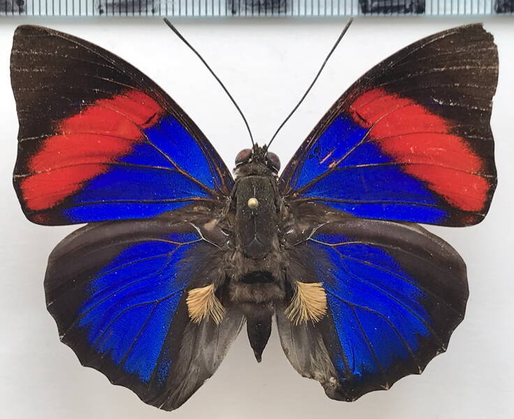 agrias_narcissus_narcissus_m_Guyane fr