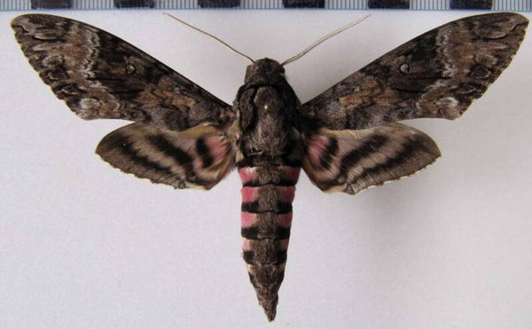 Agrius cingulata mâle A1-  Equateur