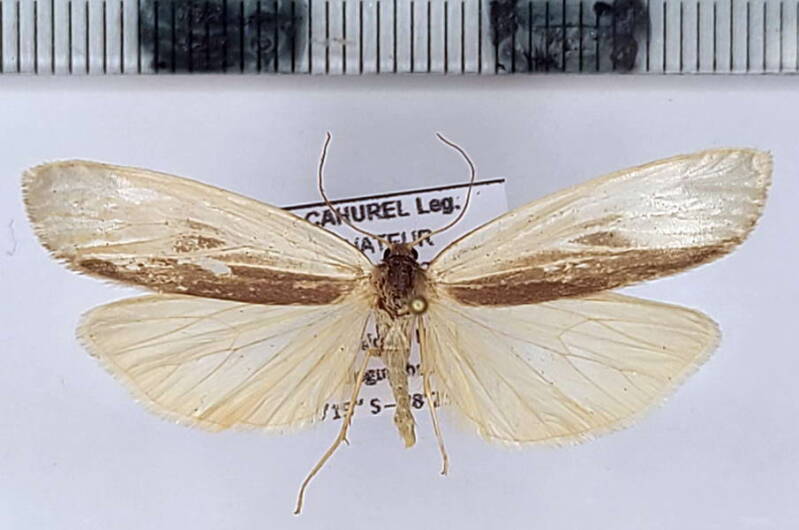 agylla-sp1030_m_eq-standard-h6gbxy.jpg