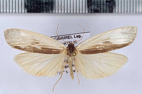 Agylla sp 1030 mâle A1- Equateur