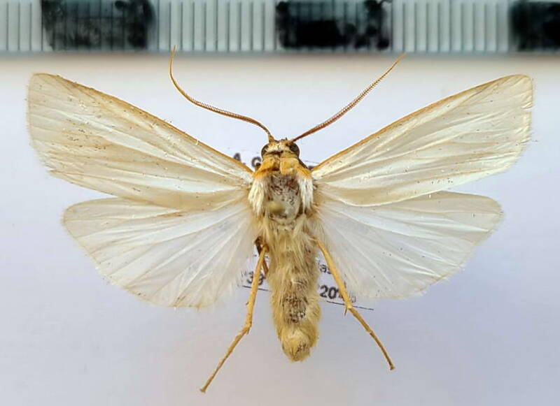 agylla_argentifera_m_eq-standard.jpg