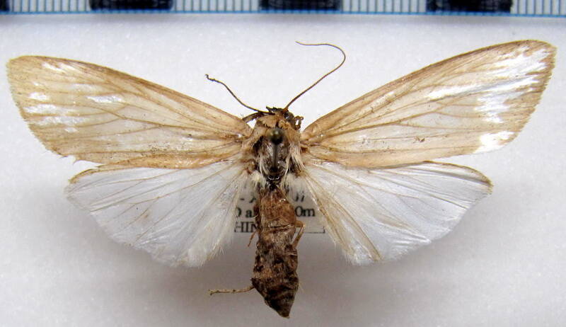 agylla_sp03b_eq-standard.jpg