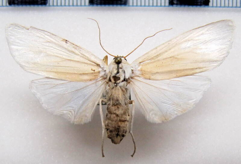 agylla_sp04_eq-standard.jpg