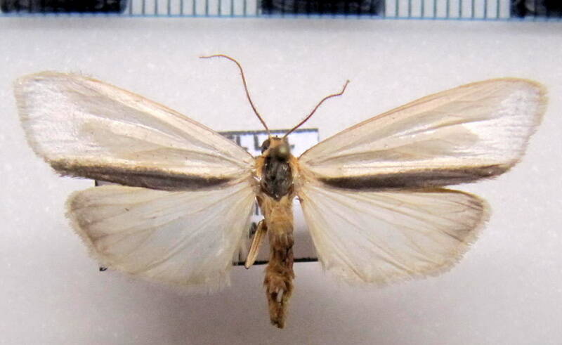 agylla_sp05a_eq-standard.jpg