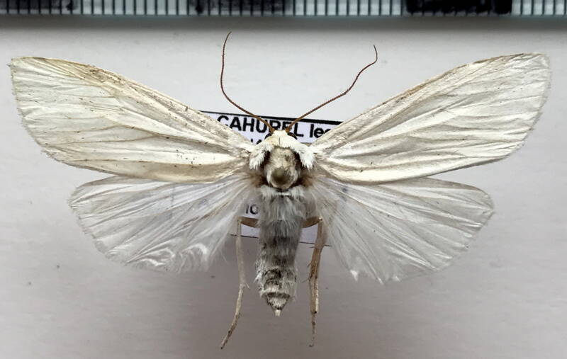 agylla_sp218_eq-standard.jpg