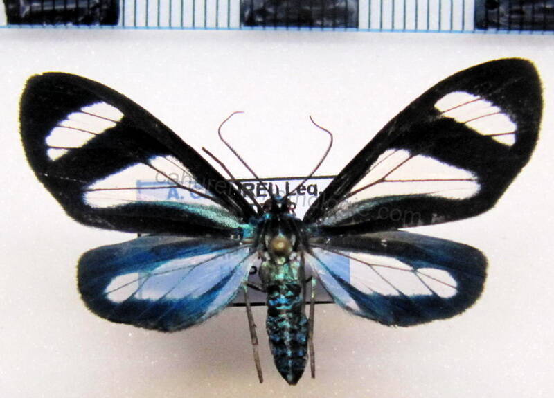 agyrta_micilia_eq-standard.jpg