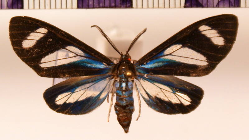agyrta_micilia_m-standard.jpg
