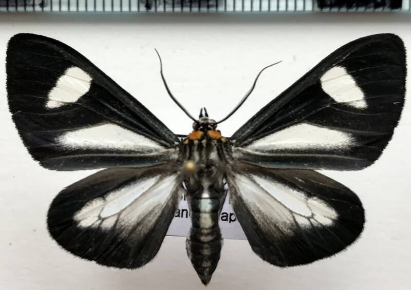 agyrta_sp216_eq-standard.jpg