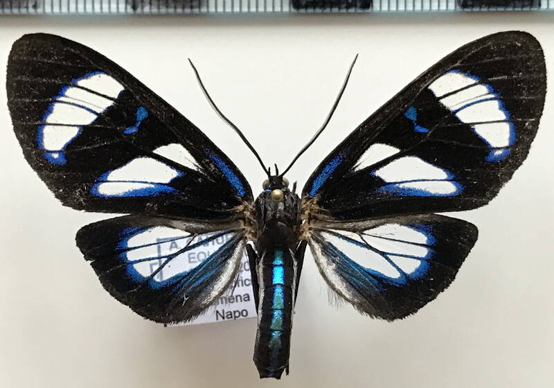 agyrtidia_uranophila_m_eq-standard.jpg