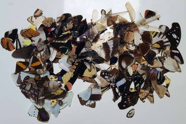 Lot d'ailes de papillons et libellules