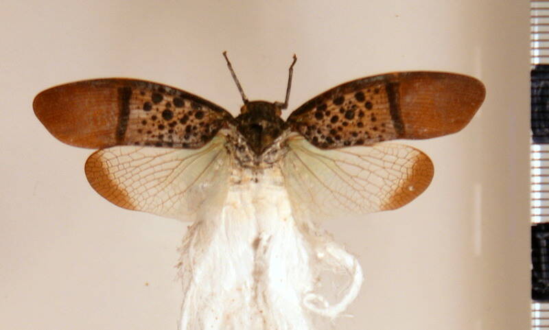 alaruasa_violacea_Mexique