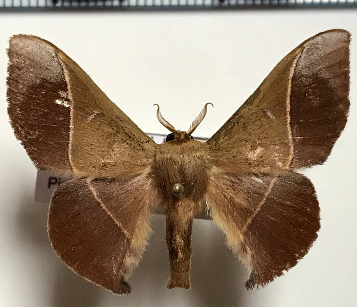 Alheita_caudina_f_Guyane fr