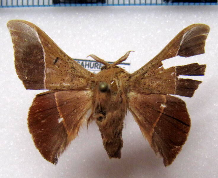Alheita_caudina_Guyane fr