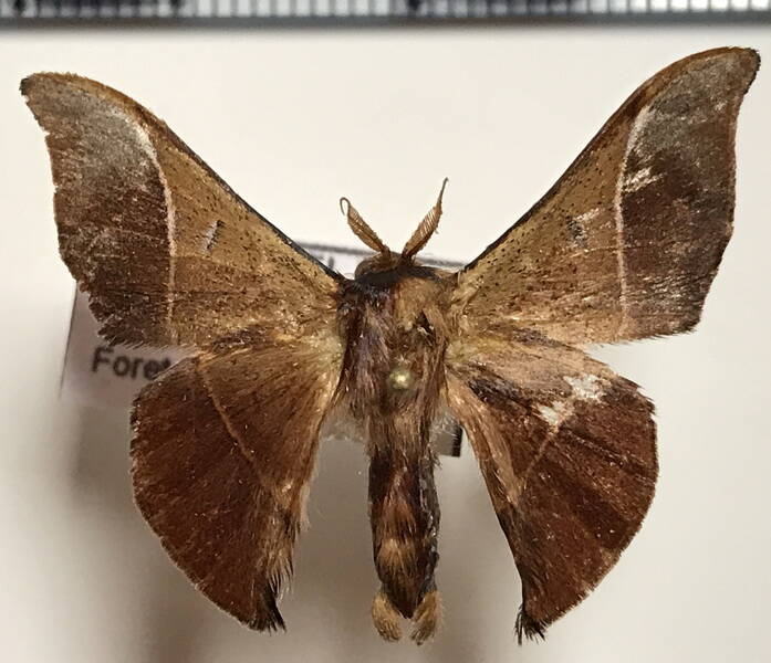 Alheita_caudina_m_Guyane fr