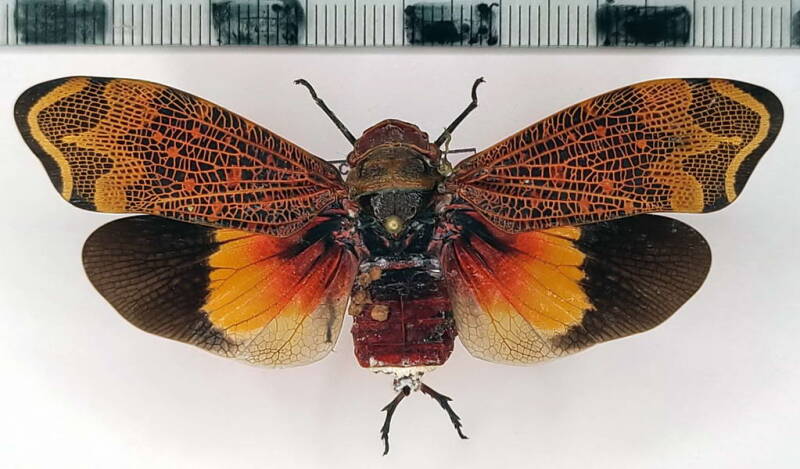 amantia_combusta_Equateur