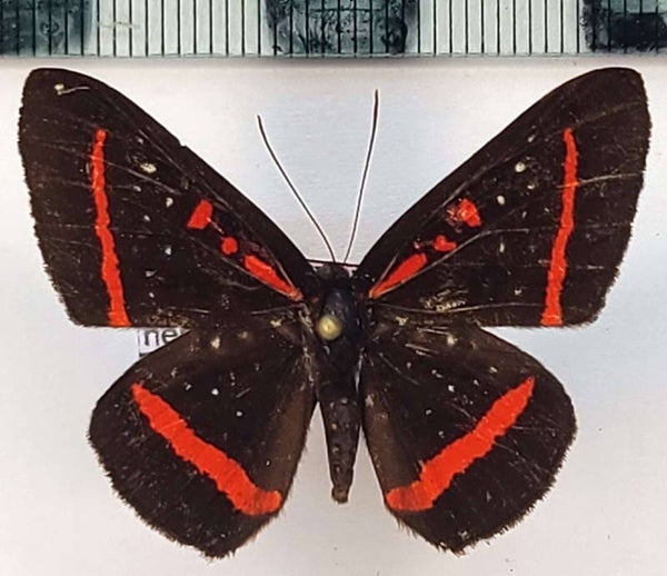 Amarynthis meneria  mâle A1-  Equateur