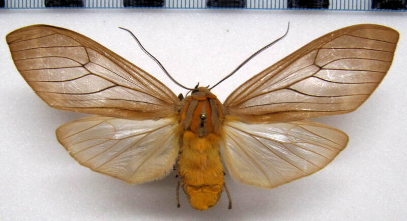 amastus_coccinator_honduras-standard.jpg