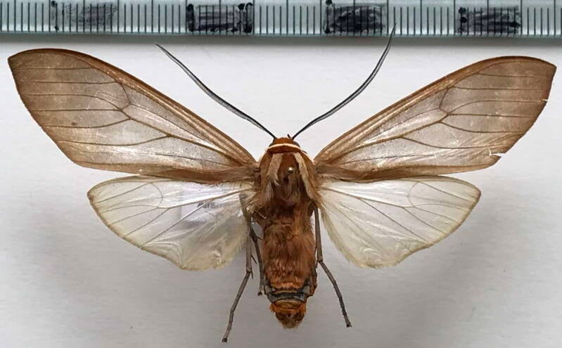 amastus_collaris_m_perou-standard.jpg