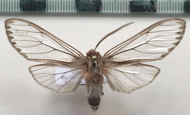 amastus_cuneolimbatus_m_per-standard.jpg