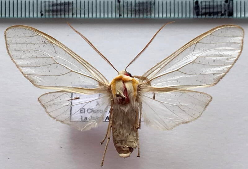 amastus_hyalina_m_per-standard-aogwam.jpg