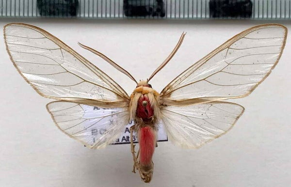 Amastus rubridorsata mâle A1- Pérou