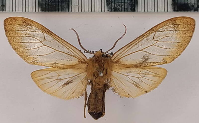 amastus_sp1123_per-standard.jpg