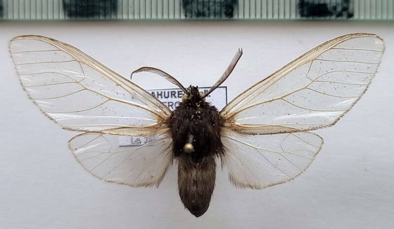 amastus_sp573_m_Pérou