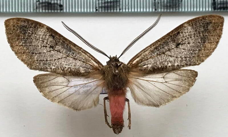 amastus_sp600_per-standard.jpg