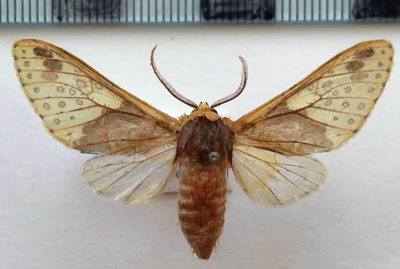 amaxia_affinis_m_bol-standard.jpg