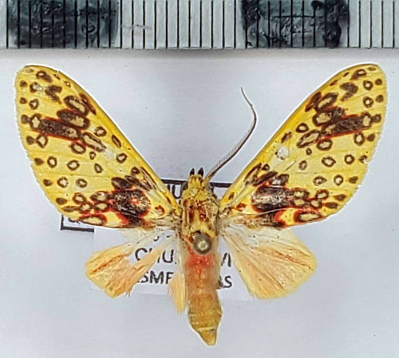 amaxia_aurata_m02_eq-standard.jpg